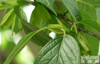 <em>百蕊草</em>素I 厂家、进口、国产<em>百蕊草</em>素I<em>价格</em>