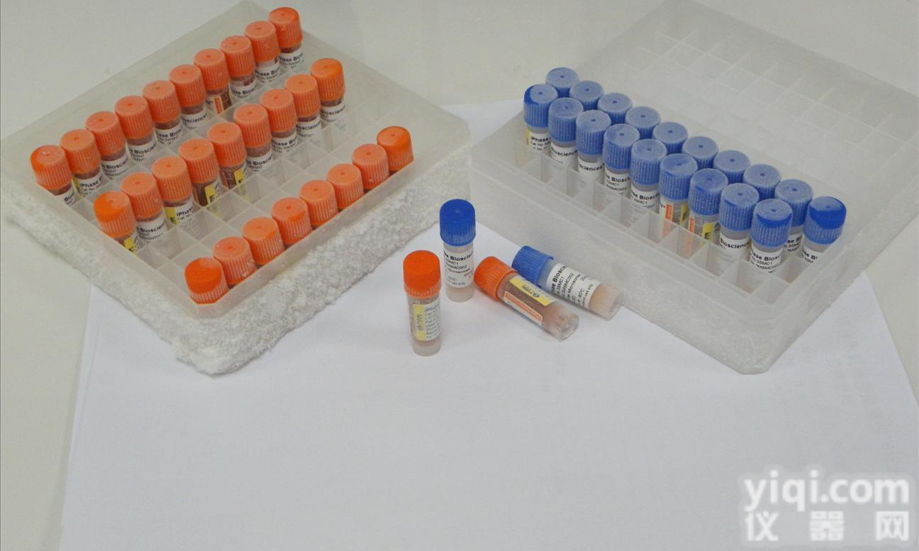 SRSV/3T3<em>细胞</em>，<em>小鼠</em>SRSV<em>转化</em>的3T3<em>细胞</em>