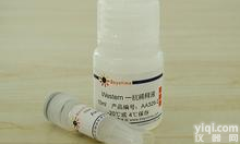 抗<em>水稻</em>白<em>叶枯病</em>菌Os05g0477200蛋白<em>抗体</em>,Anti-Os05g<em>抗体</em> 现货供应