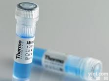 髓样细胞白血病-1<em>抗体</em>,Anti-Mcl-1<em>抗体</em> 现货供应