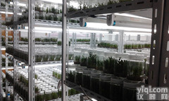 石斛培养架<em>组培</em>架生产安装设计<em>价格报价</em>