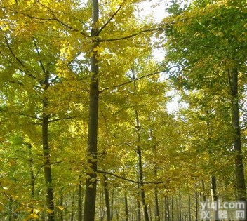 24/6<em>银杏</em>黄酮，<em>银杏</em>内酯，<em>银杏</em>叶<em>提取物</em> 西安合健生物科技有限公司