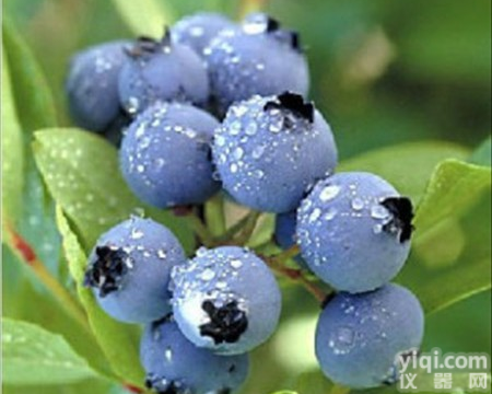 25%<em>花青素</em>，越橘<em>提取物</em>/蓝莓<em>提取物</em> 西安合健生物科技