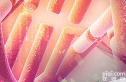 鼠抗人<em>周期</em>素(<em>Cyclin</em> <em>D1</em>)单抗