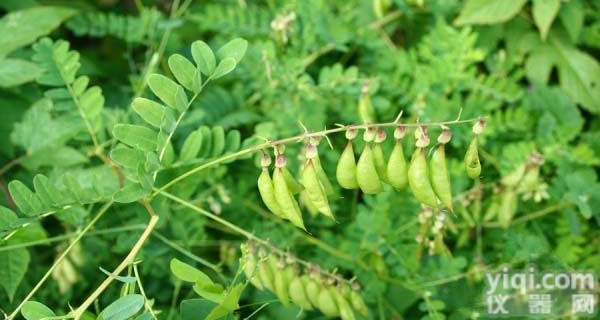 <em>黄芪</em>总皂苷<em>厂家</em>