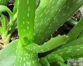 <em>芦荟</em>提取物<em>厂家</em>