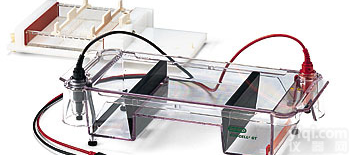 水平<em>电泳槽</em>,<em>伯乐</em><em>电泳槽</em>设备型号,<em>电泳槽</em>特点图片