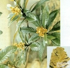 供应 <em>熊果酸</em>25%（枇杷叶<em>提取物</em>）