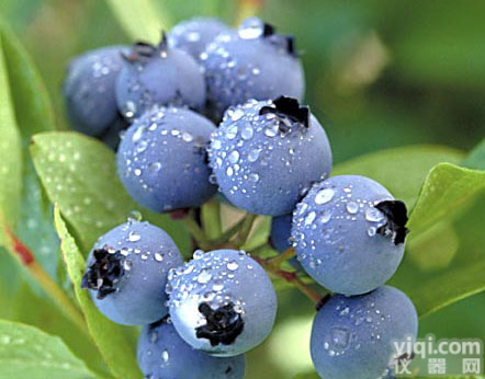 供应 <em>越橘</em><em>提取物</em> <em>花青素</em>25%