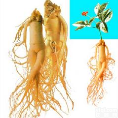 <em>现货供应</em> <em>人参皂甙</em>80% 人参提取物