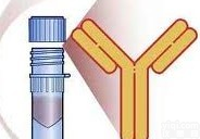 <em>黄曲霉毒素M1单克隆抗体</em>