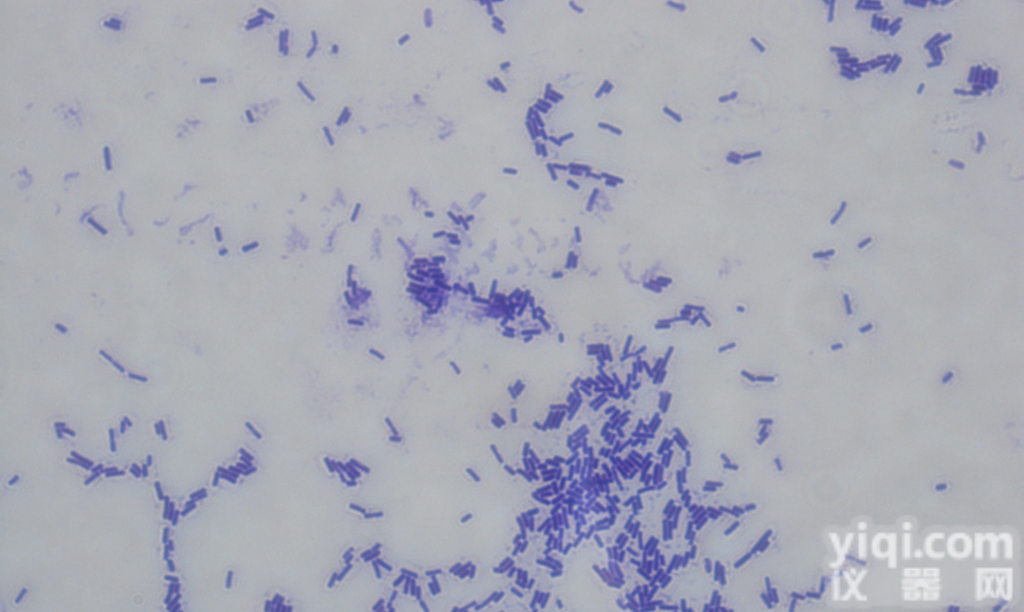 <em>ATCC25922</em> <em>大肠</em>杆菌