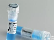 Anti-TGF-β1/<em>FITC</em>;，荧光素<em>标记</em>TGF-β1<em>抗体</em>IgG(<em>标记</em><em>抗体</em>)