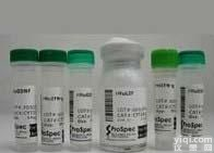 Anti-TTF-1/FITC;，荧光素标记<em>甲状腺核转录因子-1/甲状腺特异增强子结合蛋白</em>抗体IgG