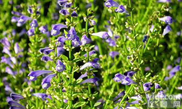 <em>黄芪</em>甲苷<em>价格</em> <em>黄芪</em>甲甙供应