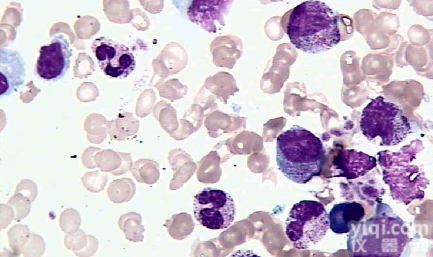 HeLa宫颈癌<em>细胞</em>ATCC<em>代理</em>，<em>细胞</em>价格优惠 