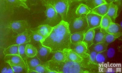 A549 [A-549]肺癌<em>细胞</em>ATCC<em>代理</em>，<em>细胞</em>价格优惠 