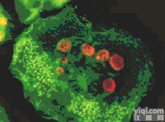 <em>人前皮肤成纤维细胞</em>ATCC厂商代理细胞价格优惠