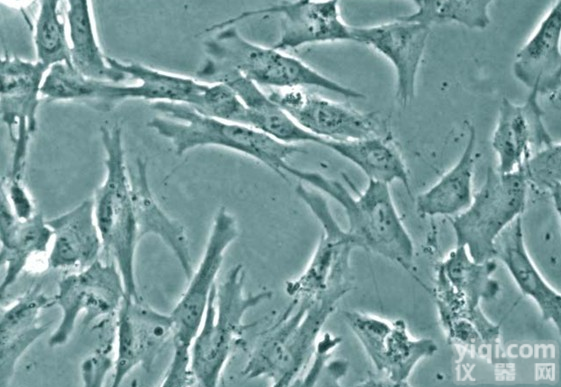 NCI-H345小<em>细胞</em>ATCC厂商代理<em>细胞</em><em>价格优惠</em>肺癌<em>细胞</em>ATCC厂商代理<em>细胞</em><em>价格优惠</em>