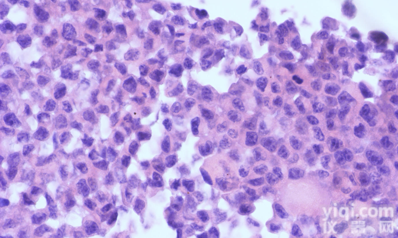 Hs 1.Tes<em>正常人</em>睾丸<em>细胞</em>ATCC厂商代理<em>细胞</em>价格优惠 