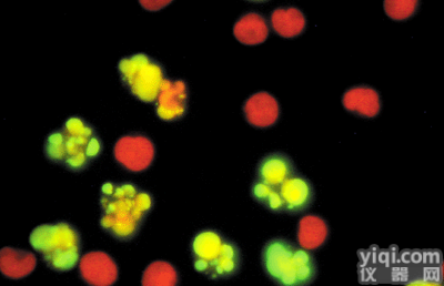 NG108-15<em>小鼠</em><em>神经细胞</em>瘤/大鼠神经<em>胶质瘤</em>杂交瘤细胞ATCC厂商代理细胞价格优惠