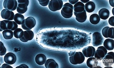 HCT116人结<em>直肠</em>癌ATCC厂商代理细胞<em>价格优惠</em>