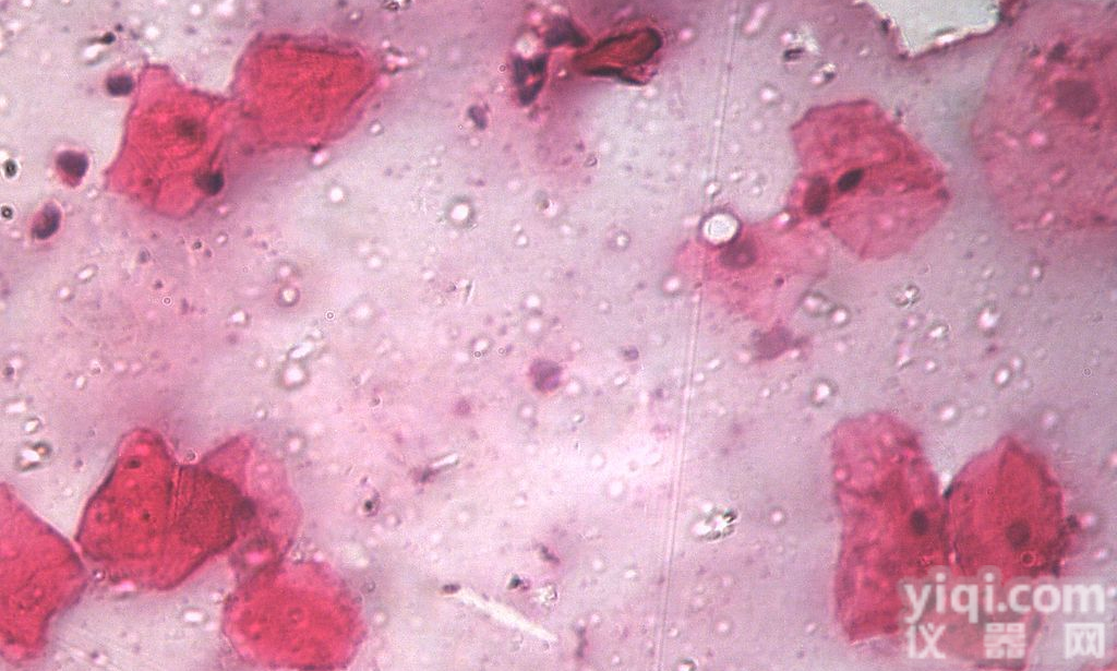 3T3-L1<em>小鼠</em><em>脂肪细胞</em>ATCC厂商代理细胞价格优惠 