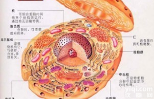 Mv1Lu貂肺<em>上皮</em><em>细胞</em>ATCC厂商代理<em>细胞</em><em>价格优惠</em>