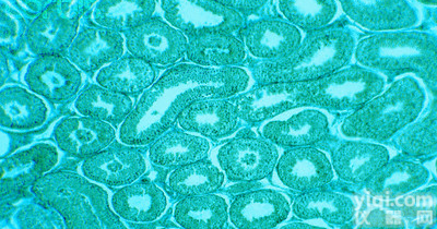 RAW264.7单核<em>细胞</em>ATCC厂商代理<em>细胞</em><em>价格优惠</em>－巨噬<em>细胞</em>ATCC厂商代理<em>细胞</em><em>价格优惠</em>
