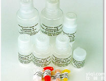 Anti-Ang-Ⅱ (Angiotensin Ⅱ)  <em>血管</em>紧张素II抗体（一抗）