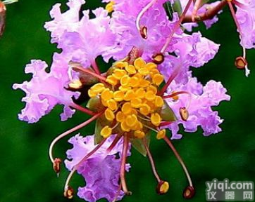 <em>冬凌草</em>甲素<em>价格</em> <em>冬凌草</em>甲素供应