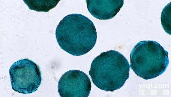 <em>MSTO</em>-211H<em>细胞</em>，人<em>肺癌</em><em>细胞</em>