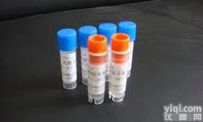 <em>Anti</em>-<em>Collagen</em>Ⅴ(<em>Anti</em>-<em>Collagen</em> Type Ⅴ)  抗Ⅴ型胶原抗体（一抗）(<em>Collagen</em>Ⅴ Ⅴ型胶原)