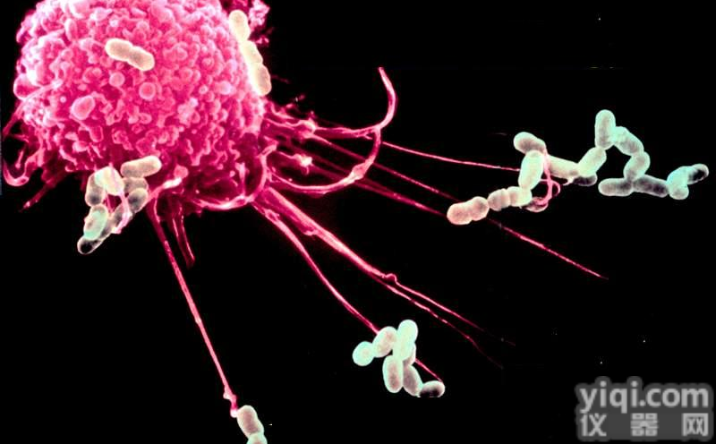 <em>小鼠神经细胞瘤/大鼠神经胶质细胞瘤杂交瘤细胞</em>