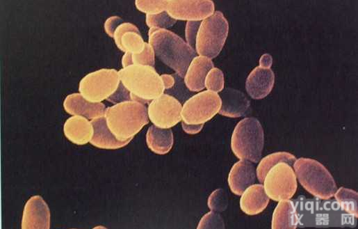 Lu-<em>165</em><em>细胞</em>， 人肺<em>腺癌</em><em>细胞</em>