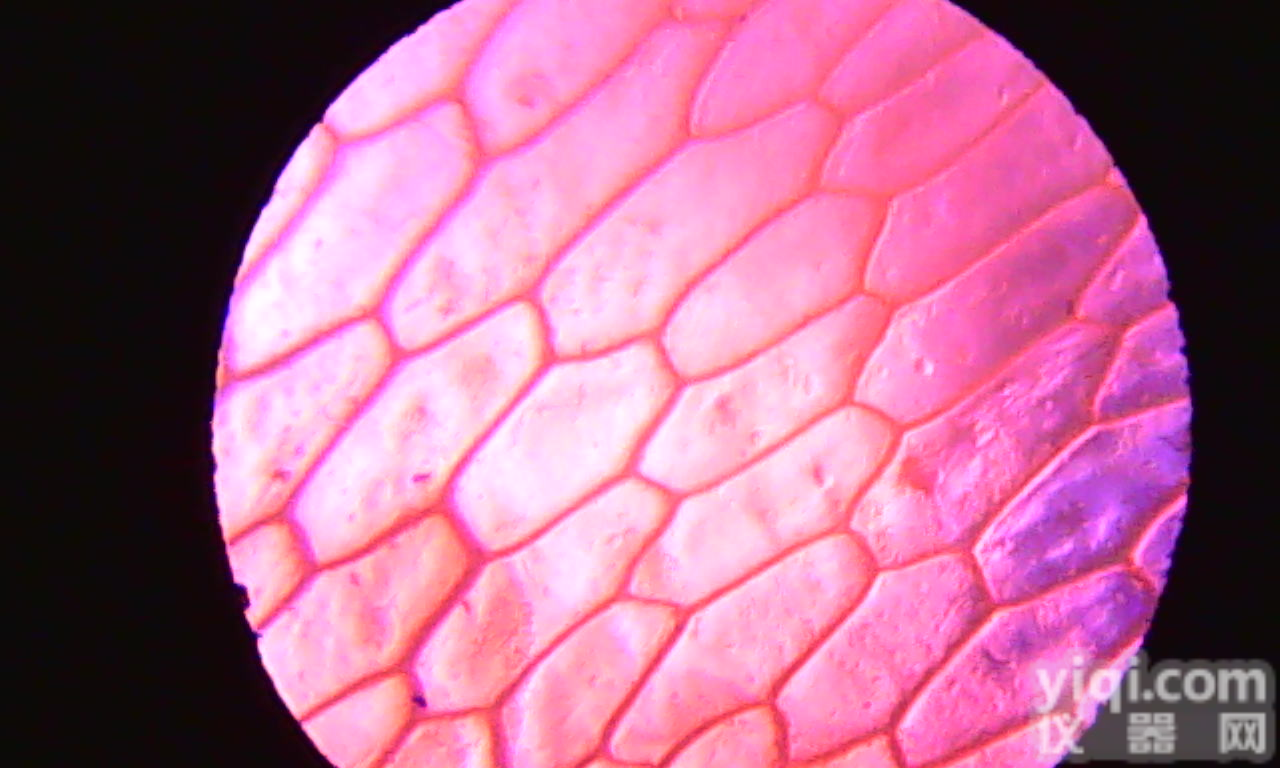 人髓性<em>白血病</em><em>细胞系</em>（早幼粒<em>白血病</em>）