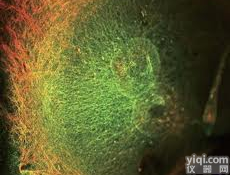 <em>HuTu</em>-80<em>细胞</em>，人十二脂肠<em>腺癌</em><em>细胞</em>