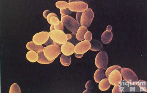 L6<em>细胞</em>，大鼠<em>骨骼肌</em>成肌<em>细胞</em>