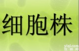 小鼠<em>神经细胞</em>瘤/大鼠神经胶质细胞瘤杂交瘤细胞,NG108-15细胞
