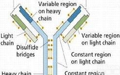 肌球蛋白XVIIIb<em>抗体</em>，<em>Myosin</em>-XVIIIb，<em>Myosin</em>-XVIIIb<em>抗体</em>