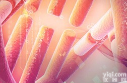 兔抗人<em>突触</em>体素/<em>突触</em>素(Syp/SYN)<em>抗体</em>