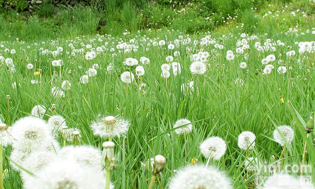 <em>蒲公英</em><em>提取物</em> <em>蒲公英</em>黄酮4%