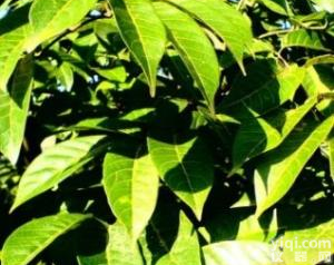 水溶性<em>橄榄</em>苦甙40%  <em>橄榄</em>苦甙 <em>橄榄</em>叶<em>提取物</em>