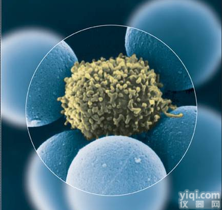 人<em>盲肠</em><em>腺癌</em><em>细胞</em>（未分化），Hce-8693<em>细胞</em>