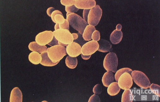 绒猴EBV<em>转化</em>的<em>白细胞</em>，B95-8细胞