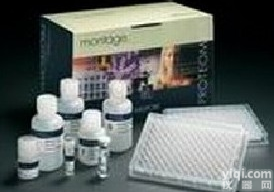 聚<em>组氨酸</em>标签<em>蛋白</em>,HisX6 <em>抗体</em>