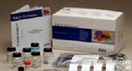 <em>激活素受体2A/激活素受体相互作用蛋白2a抗原</em>,ARIP2a抗体