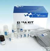 大鼠<em>基质</em><em>金属</em><em>蛋白酶</em>14(MMP-14)ELISA Kit货号:SY-E13158r