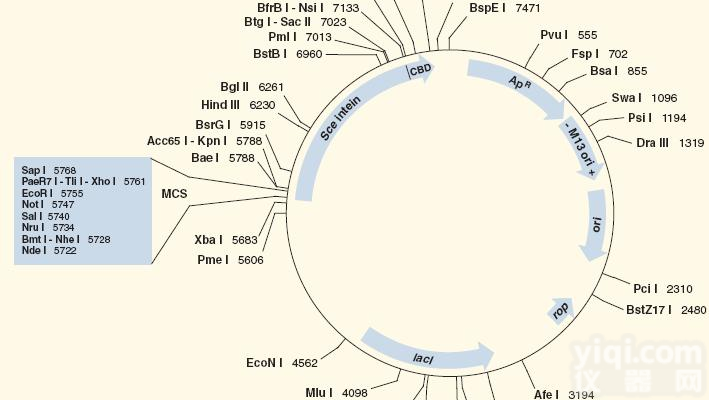<em>pET</em>载体<em>pET</em> <em>19</em>b A+