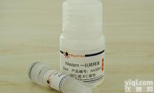 Anti-CMKLR1/CHEMR23<em>抗体</em>,<em>趋化</em>样因子<em>受体</em>1<em>抗体</em> IHC WB